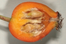 Half-cut-Ripe-Rose-hip