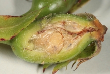 Half-cut-Unripe-rose-hip