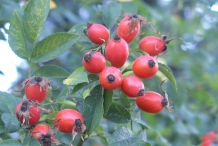 Ripe-Rose-hip