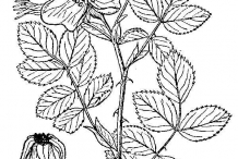 Rose-hip-drawing
