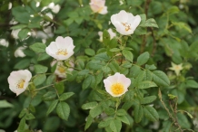 Rose-hip-flowers