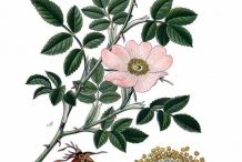 Rose-hip-illustration