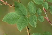 Rose-hip-leaves