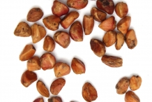 Rose-hip-seeds