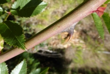 Rose-hip-stem