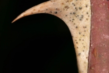 Rose-hip-thorn