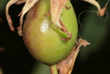 Unripe-Rose-hip
