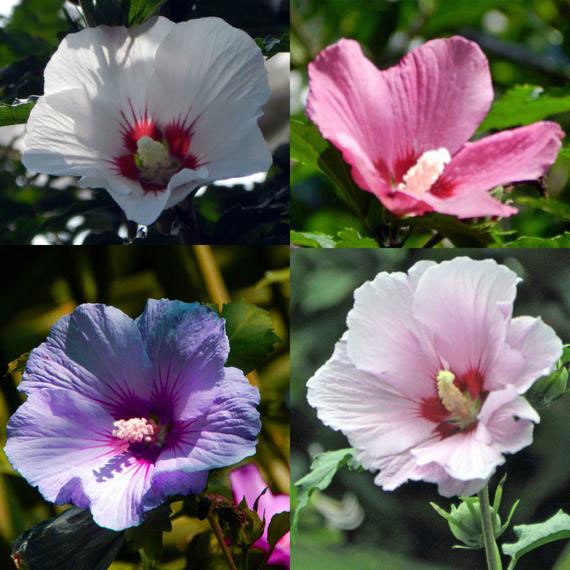 Different-varieties-of-Rose-of-Sharon