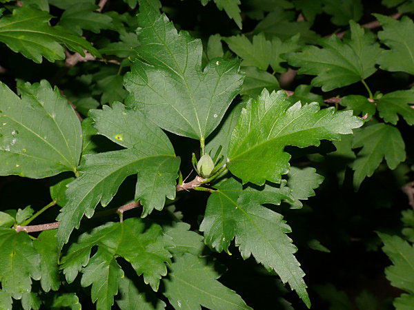 Leaves-of-Rose-of-Sharon