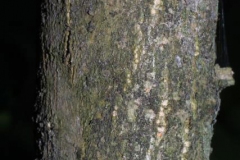 Bark-of-Rose-of-Sharon
