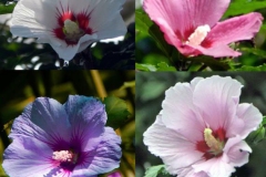 Different-varieties-of-Rose-of-Sharon