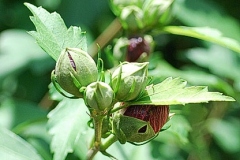 Flowering-buds-of-Rose-of-Sharon