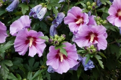 Flowers-of-Rose-of-Sharon-on-the-plant
