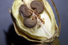 Half-cut-Rose-of-Sharon-fruit-showing-seeds