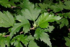 Leaves-of-Rose-of-Sharon