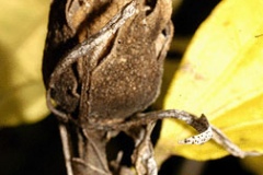 Mature-fruit-of-Rose-of-Sharon