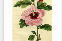 Plant-Illustration-of-Rose-of-Sharon