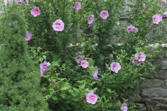 Rose-of-Sharon-plant