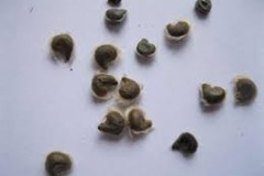 Seeds-of-Rose-of-Sharon