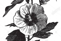 Sketch-of-Rose-of-Sharon