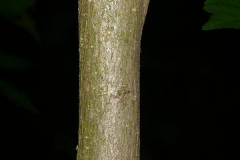Stem-of-Rose-of-Sharon
