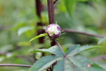 Roselle-bud