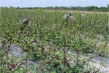 Roselle-farm