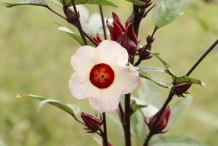 Roselle-flower