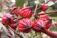 Roselle-fruit