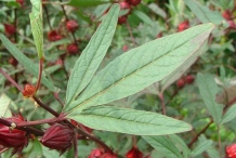 Roselle-leaves
