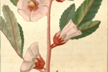 Roselle-plant-illustration