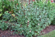 Roselle-plant