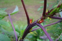 Roselle-stem