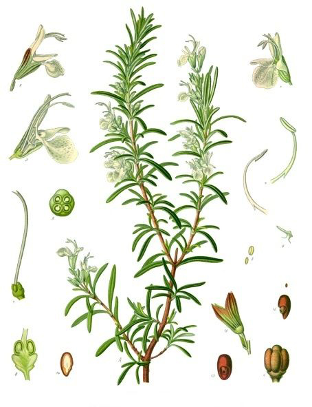 Illustration-of-Rosemary-plant