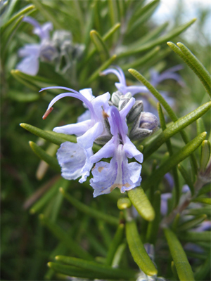 Rosemary-close-up-flower