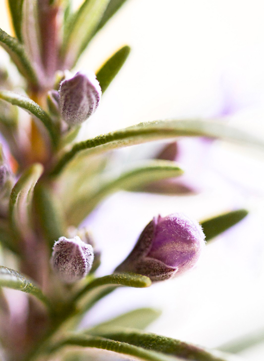 Rosemary-flower-buds