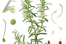 Illustration-of-Rosemary-plant