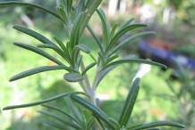 Leaves-of-Rosemary