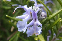 Rosemary-close-up-flower