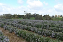 Rosemary-farm