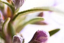 Rosemary-flower-buds