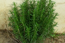 Rosemary-plant
