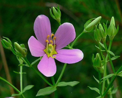 Rosepink-flower