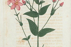 Plant-illustration-of-Rosepink