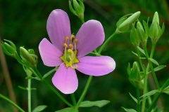 Rosepink-flower