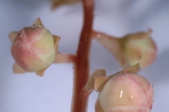 Close-view-of-flower-bud-of-Round-leaved-wintergreen