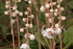 Flower-buds-of-Round-leaved-wintergreen
