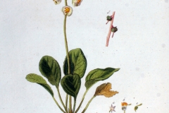 Plant-illustration-of-Round-leaved-wintergreen