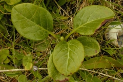Round-leaved-wintergreen-leaves