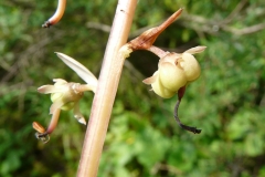 Round-leaved-wintergreen-stem